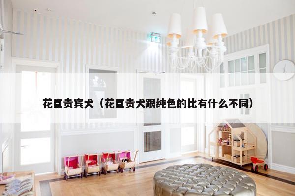 花巨贵宾犬（花巨贵犬跟纯色的比有什么不同）