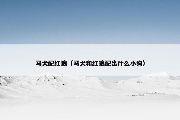 马犬配红狼（马犬和红狼配出什么小狗）