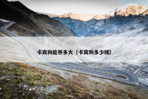 卡宾狗能养多大（卡宾狗多少钱）