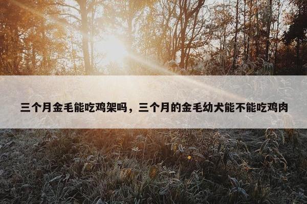 三个月金毛能吃鸡架吗，三个月的金毛幼犬能不能吃鸡肉