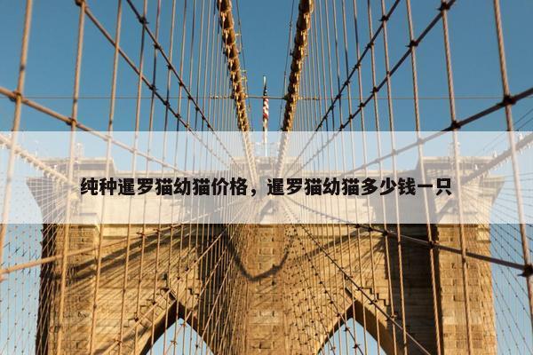 纯种暹罗猫幼猫价格，暹罗猫幼猫多少钱一只