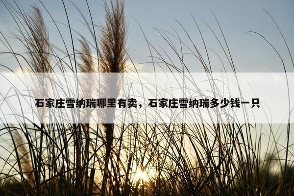 石家庄雪纳瑞哪里有卖，石家庄雪纳瑞多少钱一只