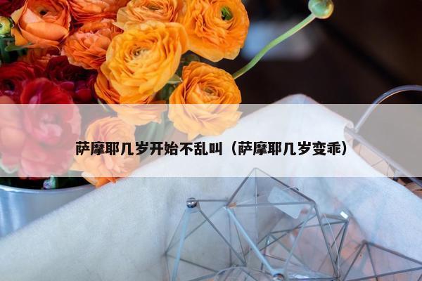 萨摩耶几岁开始不乱叫（萨摩耶几岁变乖）