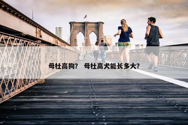 母杜高狗？ 母杜高犬能长多大？