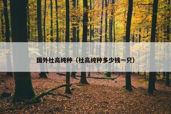 国外杜高纯种（杜高纯种多少钱一只）