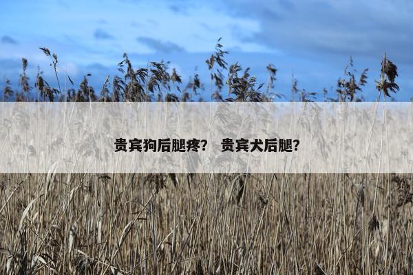 贵宾狗后腿疼？ 贵宾犬后腿？