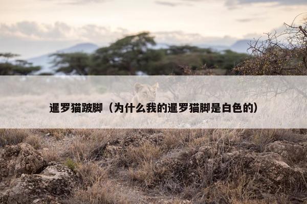 暹罗猫跛脚（为什么我的暹罗猫脚是白色的）