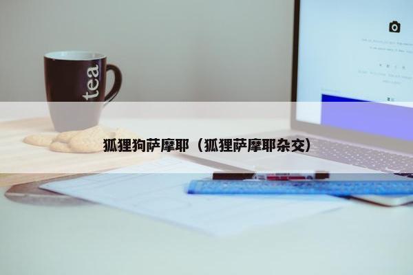 狐狸狗萨摩耶（狐狸萨摩耶杂交）