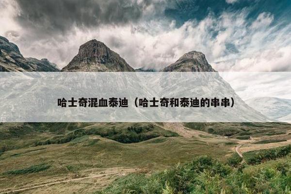 哈士奇混血泰迪（哈士奇和泰迪的串串）