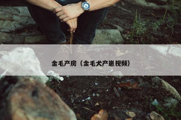 金毛产房（金毛犬产崽视频）