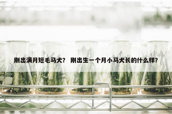 刚出满月短毛马犬？ 刚出生一个月小马犬长的什么样？