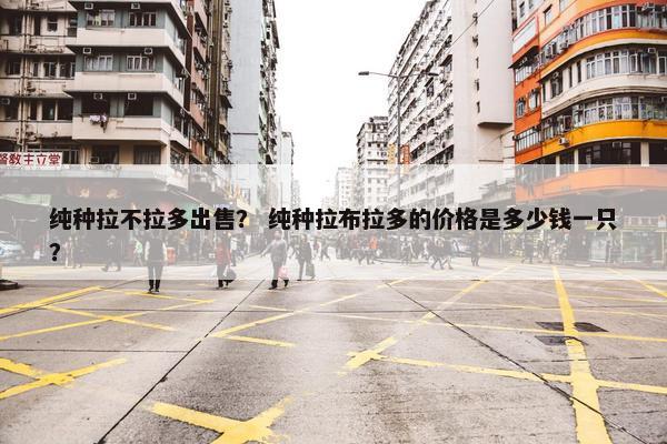 纯种拉不拉多出售？ 纯种拉布拉多的价格是多少钱一只？
