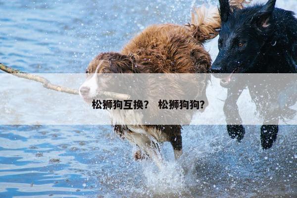 松狮狗互换？ 松狮狗狗？