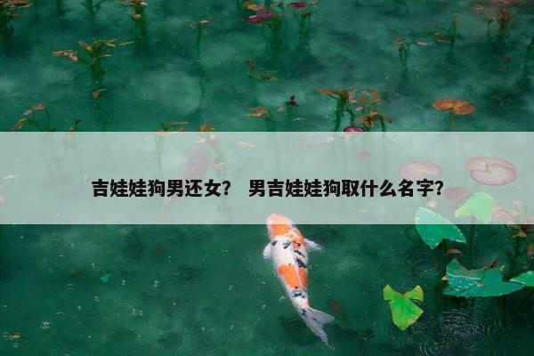 吉娃娃狗男还女？ 男吉娃娃狗取什么名字？