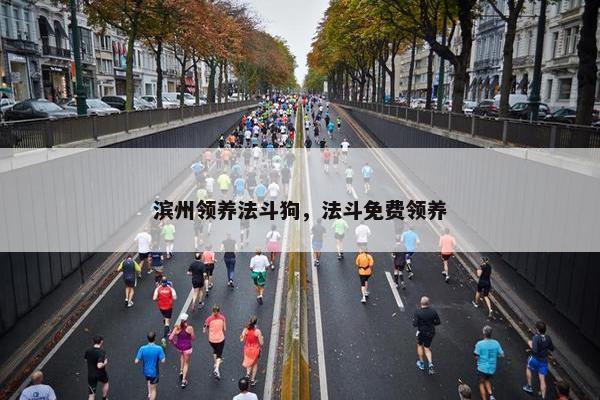 滨州领养法斗狗，法斗免费领养