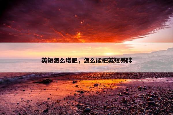 英短怎么增肥，怎么能把英短养胖