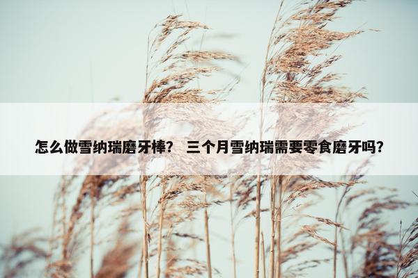 怎么做雪纳瑞磨牙棒？ 三个月雪纳瑞需要零食磨牙吗？