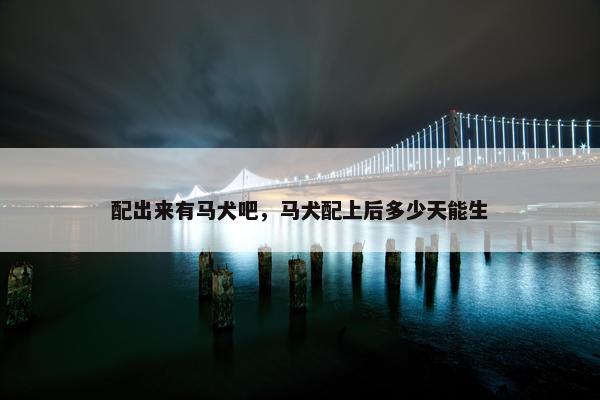 配出来有马犬吧，马犬配上后多少天能生