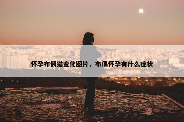 怀孕布偶猫变化图片，布偶怀孕有什么症状