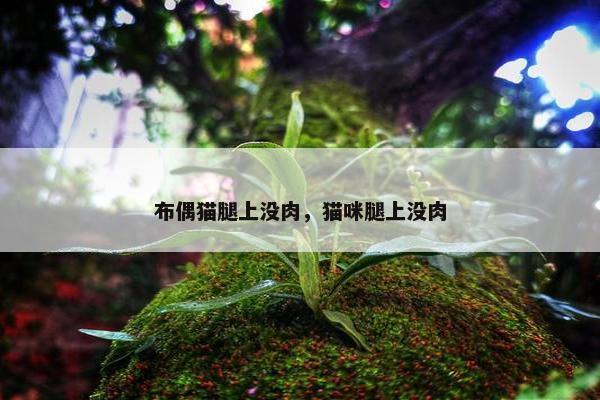 布偶猫腿上没肉，猫咪腿上没肉