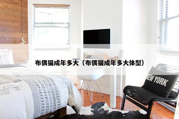 布偶猫成年多大（布偶猫成年多大体型）