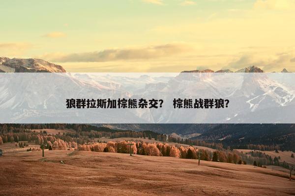 狼群拉斯加棕熊杂交？ 棕熊战群狼？