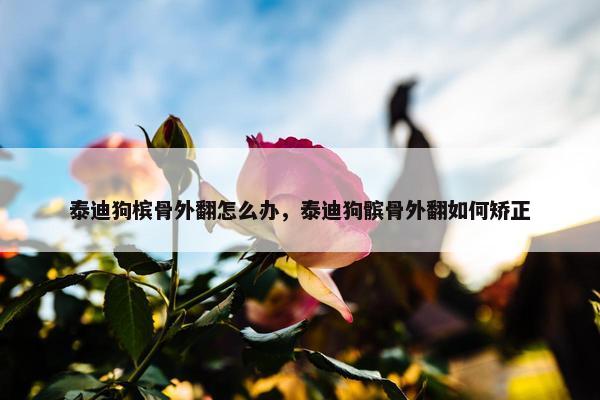 泰迪狗槟骨外翻怎么办，泰迪狗髌骨外翻如何矫正