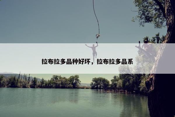 拉布拉多品种好坏，拉布拉多品系