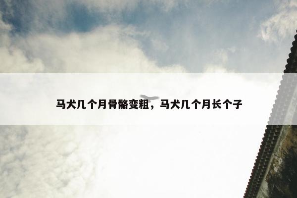 马犬几个月骨骼变粗，马犬几个月长个子