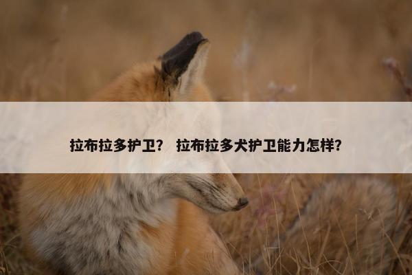 拉布拉多护卫？ 拉布拉多犬护卫能力怎样？
