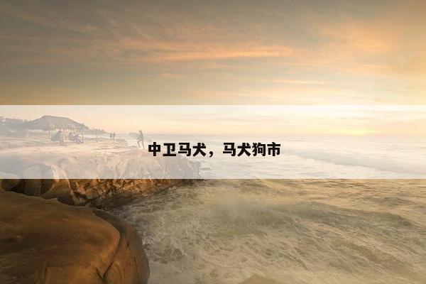 中卫马犬，马犬狗市