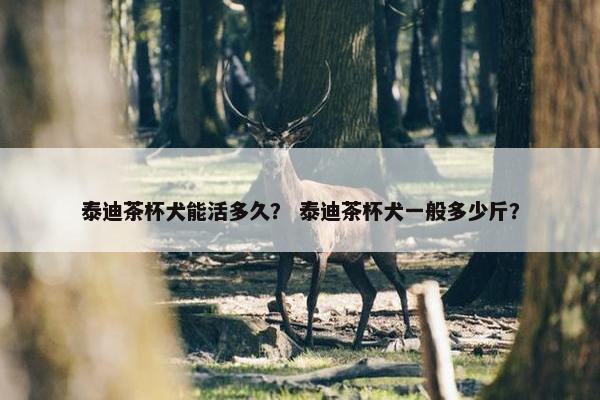 泰迪茶杯犬能活多久？ 泰迪茶杯犬一般多少斤？