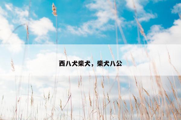西八犬柴犬，柴犬八公