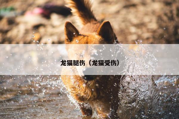 龙猫腿伤（龙猫受伤）