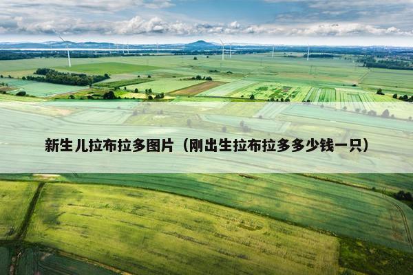 新生儿拉布拉多图片（刚出生拉布拉多多少钱一只）