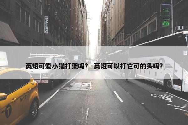 英短可爱小猫打架吗？ 英短可以打它可的头吗？