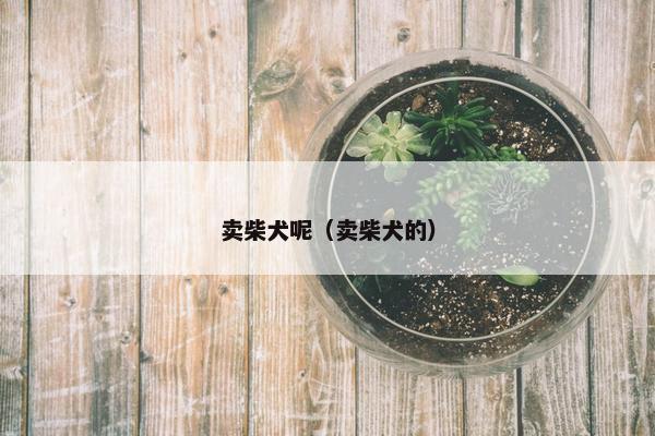 卖柴犬呢（卖柴犬的）
