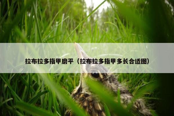 拉布拉多指甲磨平（拉布拉多指甲多长合适图）