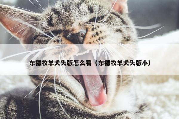 东德牧羊犬头版怎么看（东德牧羊犬头版小）