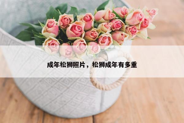成年松狮照片，松狮成年有多重