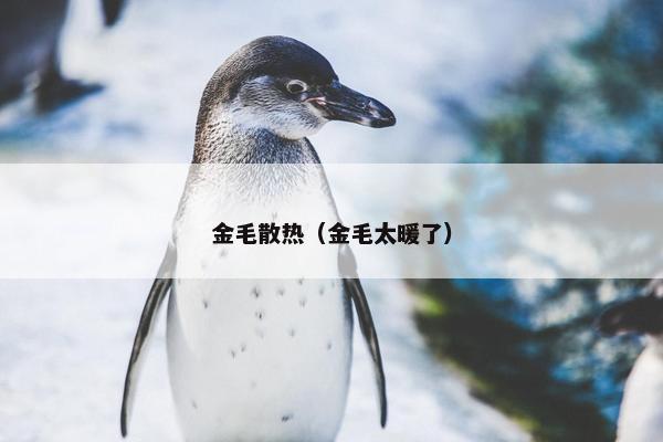 金毛散热（金毛太暖了）