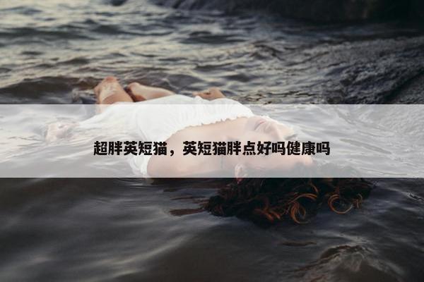 超胖英短猫，英短猫胖点好吗健康吗