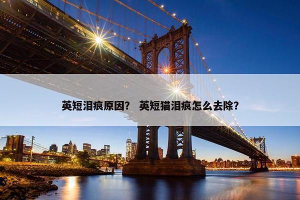 英短泪痕原因？ 英短猫泪痕怎么去除？