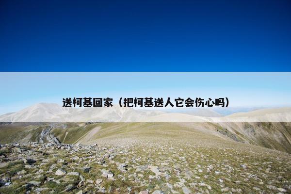 送柯基回家（把柯基送人它会伤心吗）