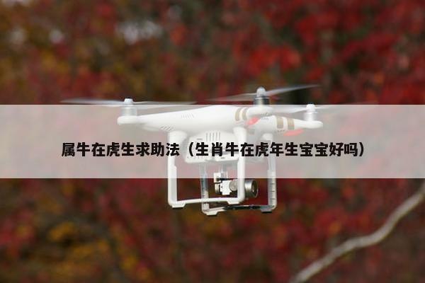 属牛在虎生求助法（生肖牛在虎年生宝宝好吗）