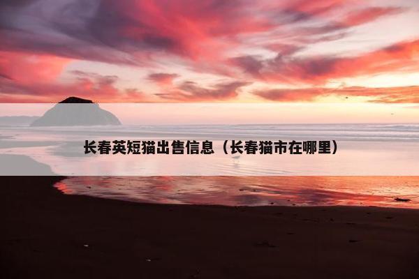 长春英短猫出售信息（长春猫市在哪里）