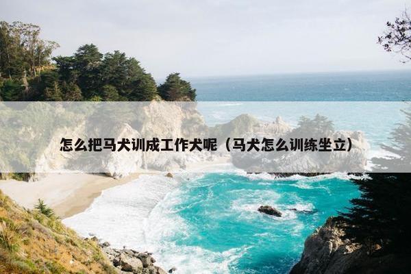 怎么把马犬训成工作犬呢（马犬怎么训练坐立）