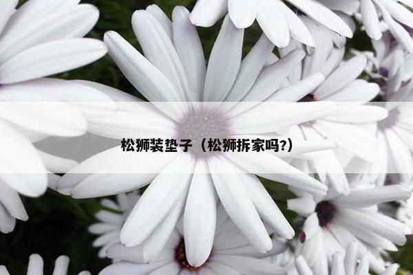 松狮装垫子（松狮拆家吗?）