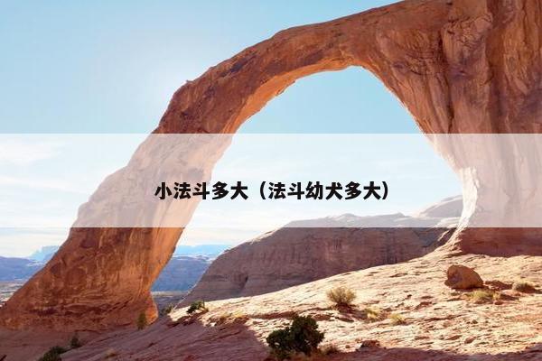 小法斗多大（法斗幼犬多大）