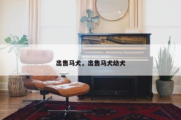 出售马犬，出售马犬幼犬